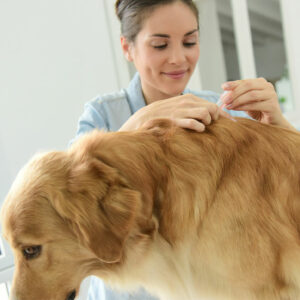 4 tips to get rid of fleas and ticks on dogs