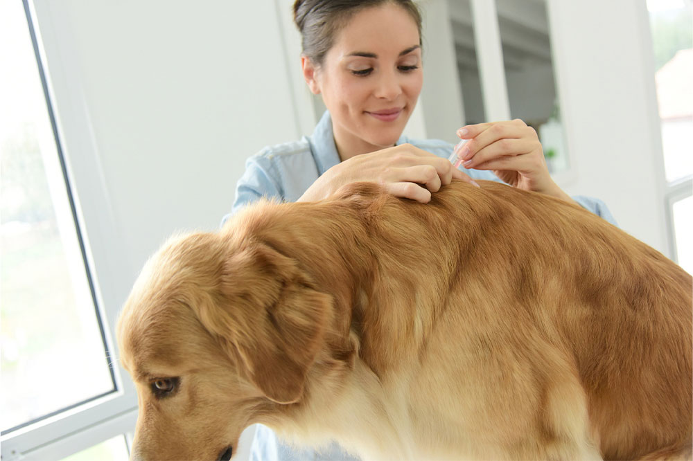4 tips to get rid of fleas and ticks on dogs