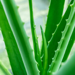 6 plants that are poisonous to dogs