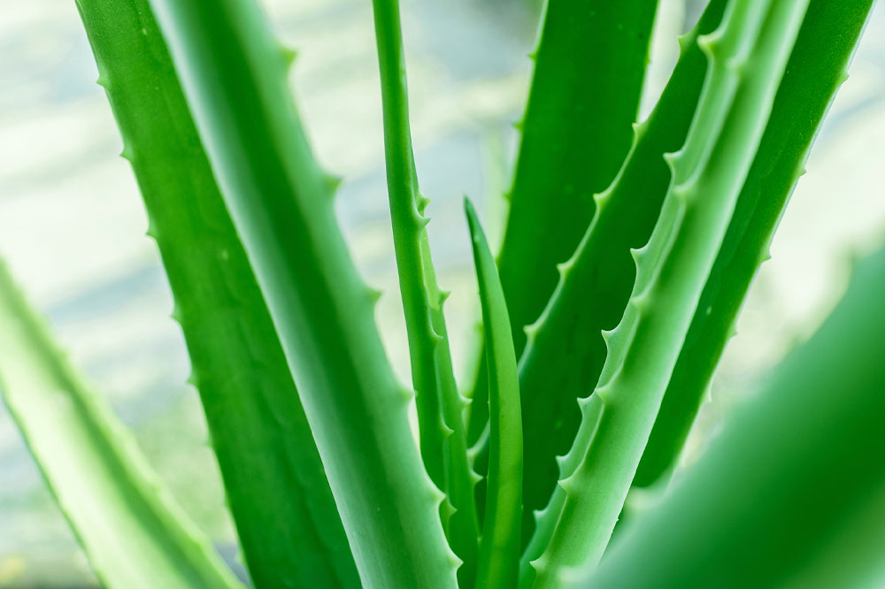 6 plants that are poisonous to dogs