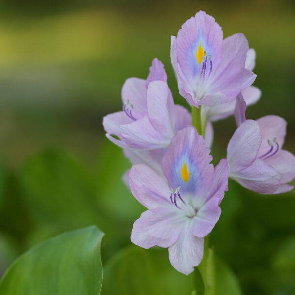 7 common plants that are dangerous for cats