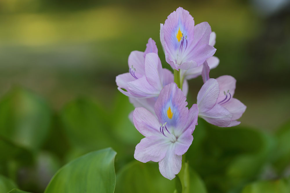 7 common plants that are dangerous for cats