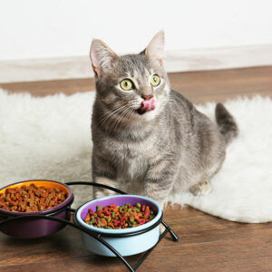 Top 7 cat foods recommended by vets in the country