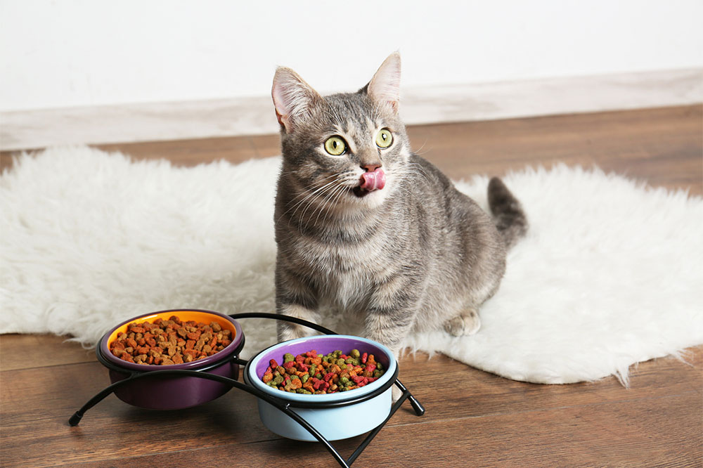 Top 7 cat foods recommended by vets in the country