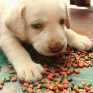 Top 8 food brands for puppies