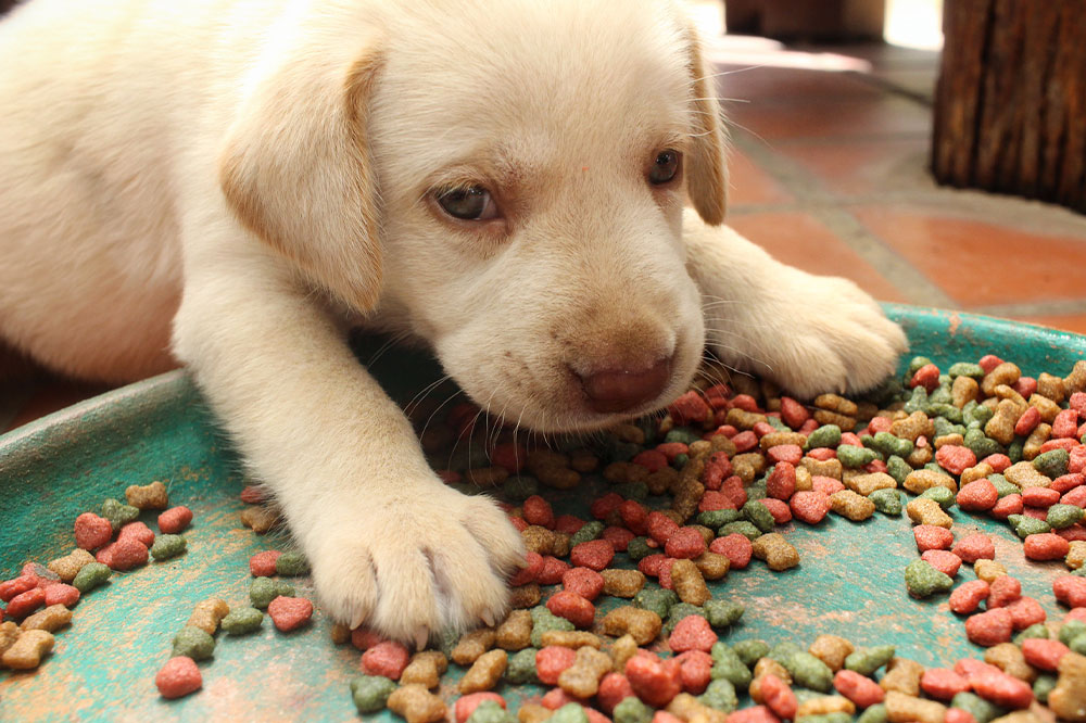Top 8 food brands for puppies