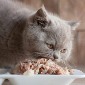 10 best cat food deals for Black Friday 2022