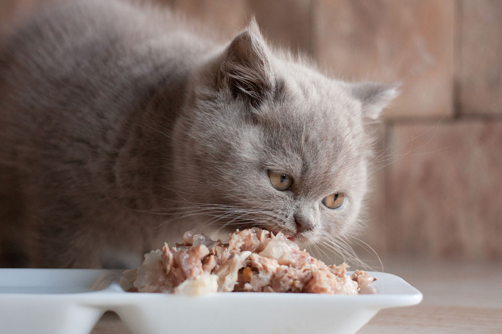 10 best cat food deals for Black Friday 2022