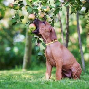 7 human foods that are healthy and safe for dogs