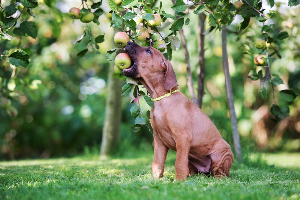 7 human foods that are healthy and safe for dogs