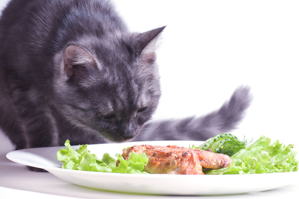 7 human foods that cats can safely relish