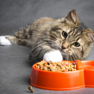 Top 10 Black Friday Cat Food Deals to Expect in 2023