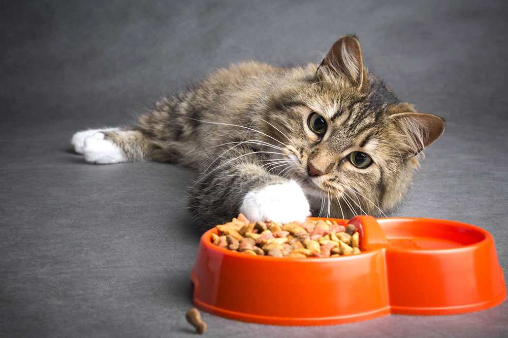Top 10 Black Friday Cat Food Deals to Expect in 2023