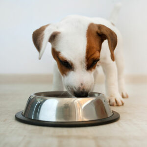 Top 10 Black Friday Dog Food Deals to Explore in 2023