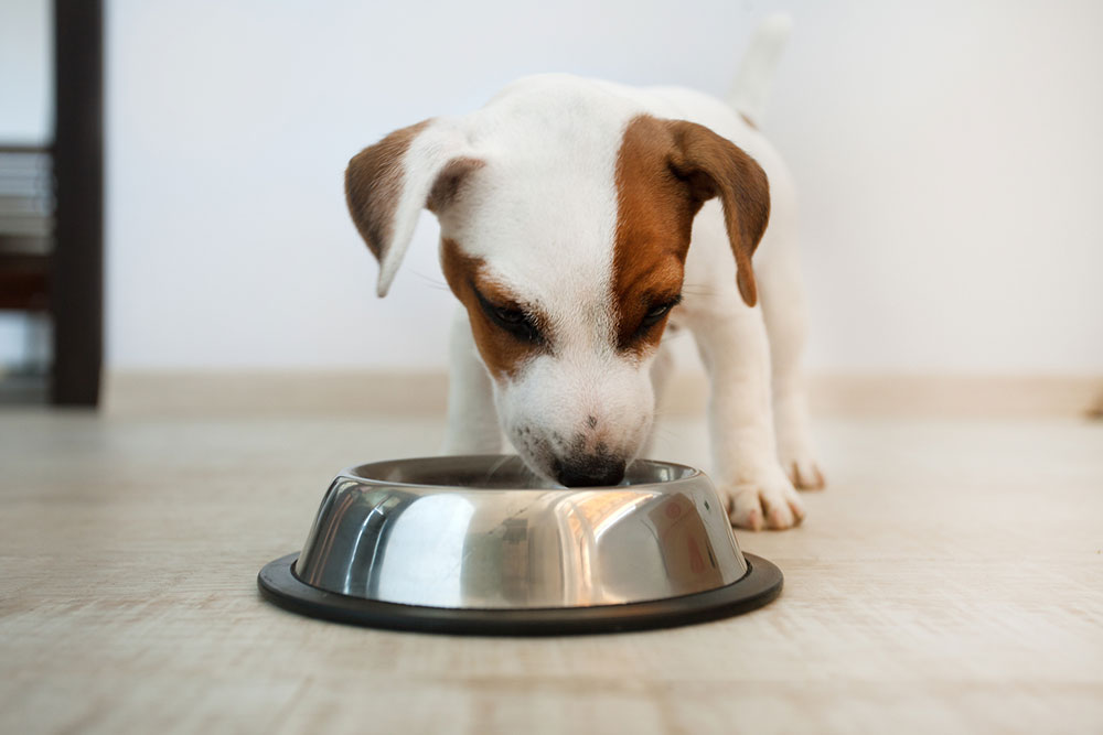 Top 10 Black Friday Dog Food Deals to Explore in 2023